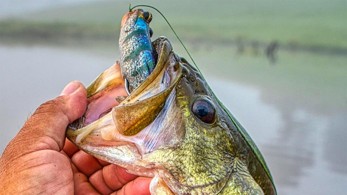 Frog Fishing Tips for More Bass: Size and Color Matters - Wired2Fish