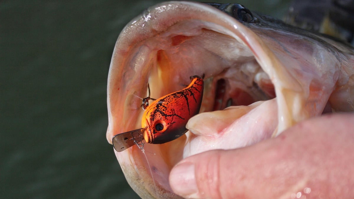 13 Fishing Jabber Jaw 60 Hybrid Squarebill Crankbait – Three Rivers Tackle