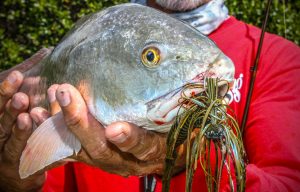 Pitching for Redfish Just Like Bass Fishing