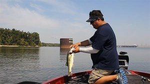 What Lures for Transitioning Bass in the Fall