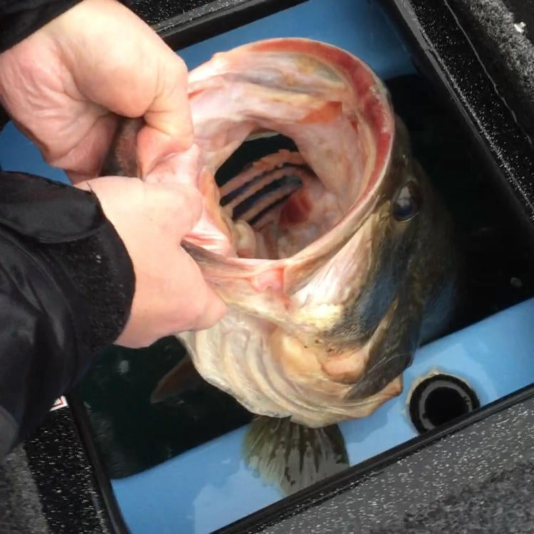 Angler Catches 14-Pound Bass on Chickamauga to Start 2019