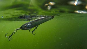 Spring Topwater Bass: Pencil Popper Tactics