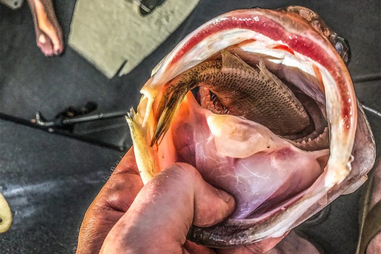 3 Tips for Targeting Shallow, Resident Bass in the Summer