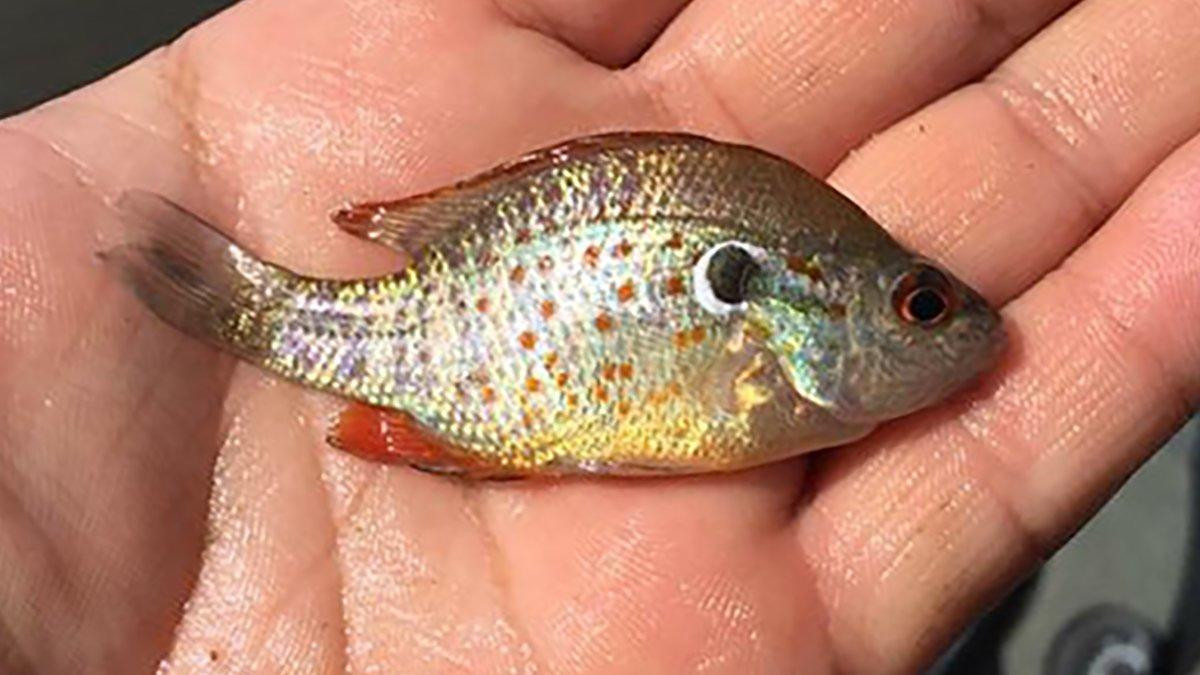 8 Commonly Misidentified Sunfish Species - Wired2Fish