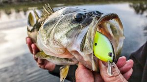 5 Bass Fishing Baits for Shallow, Cold Water