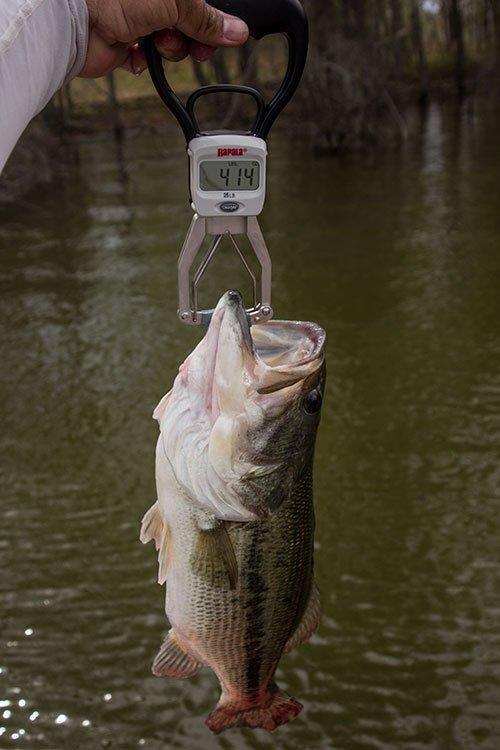 Mini Digital Fish Scale Rapala 25kg - Catching - weighing fish - Leurre de  la pêche