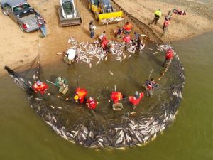 Carp Removal Efforts Increasing on Kentucky and Barkley Lakes