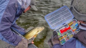 Targeting Steep Edge Fall Walleyes With Jigging Raps