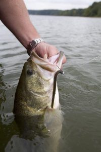 Bass Fishing around Culverts and Drains