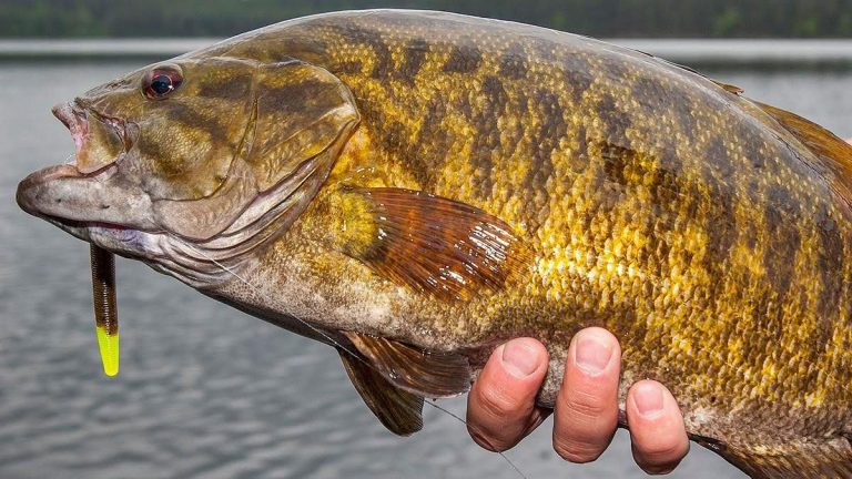 2015 Top 15 Smallmouth Bass Lakes