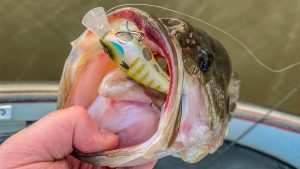 Berkley Frittside 5 Crankbait Review