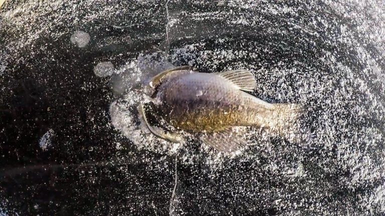 Pike Freezes While Eating Largemouth Bass
