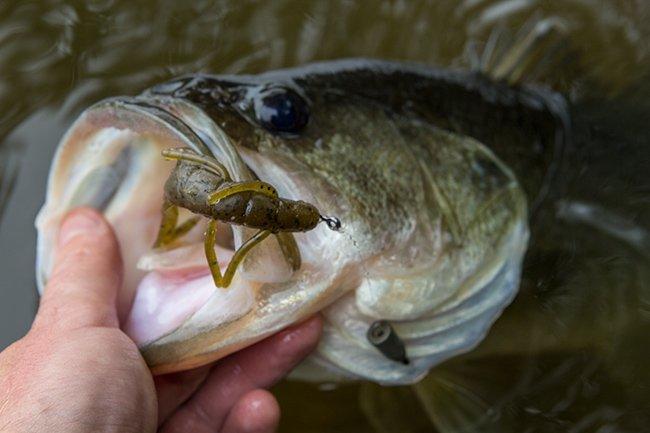 Zoom Ultra Vibe Speed Craw Review - Wired2Fish