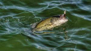 Incredible Slow-Motion Video of Bass Feeding