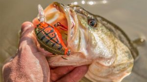 Do Sunny Days Make for Better Spring Bass Fishing?