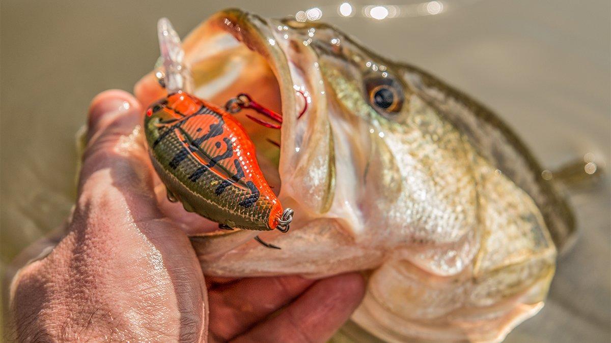 Spring Bass Fishing Tips: Lures, Technique & More