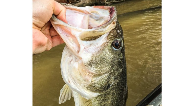 Bagley Pro Sunny B Crankbait Review