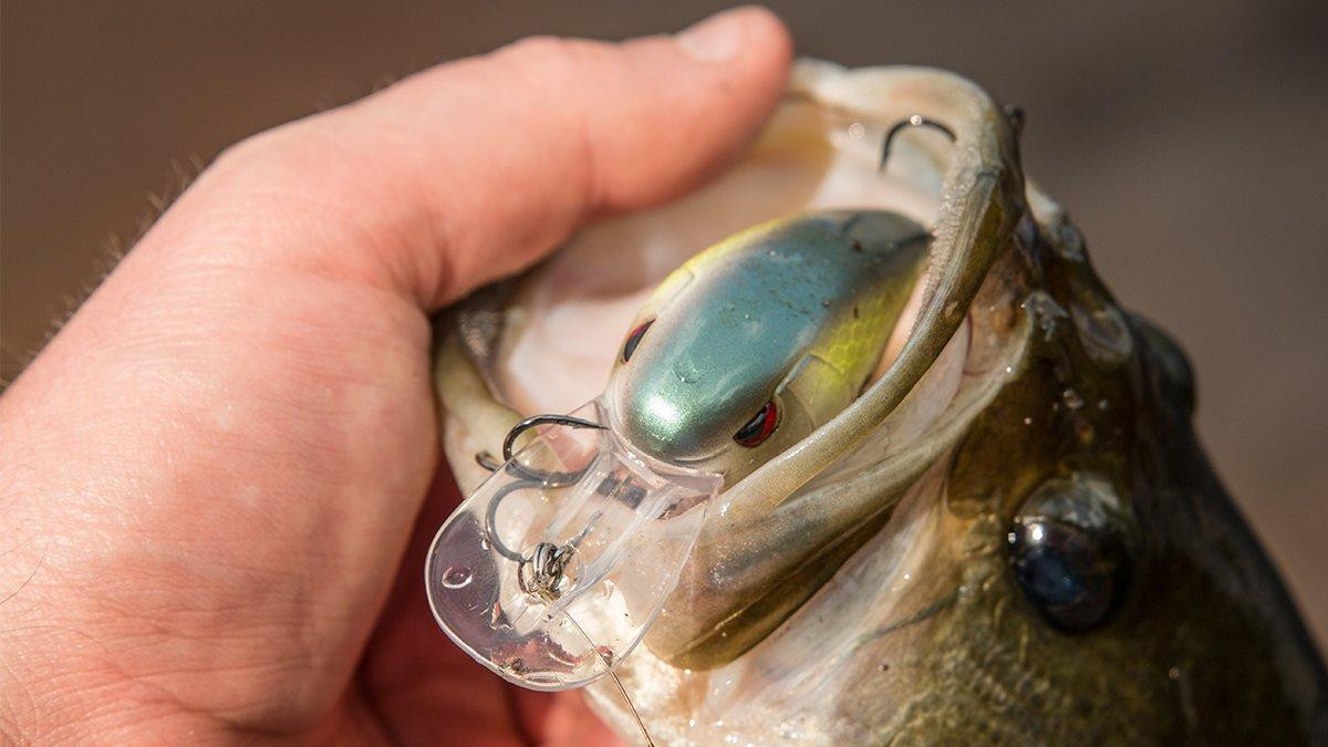 SPRO RkCrawler MD 55 Crankbait Review - Wired2Fish