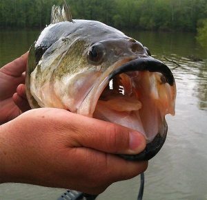 5 Assumptions Anglers Make to Hurt Their Fishing