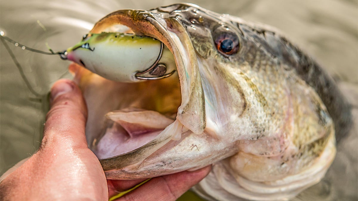 3 Spring Bass Fishing Myths to Avoid - Wired2Fish