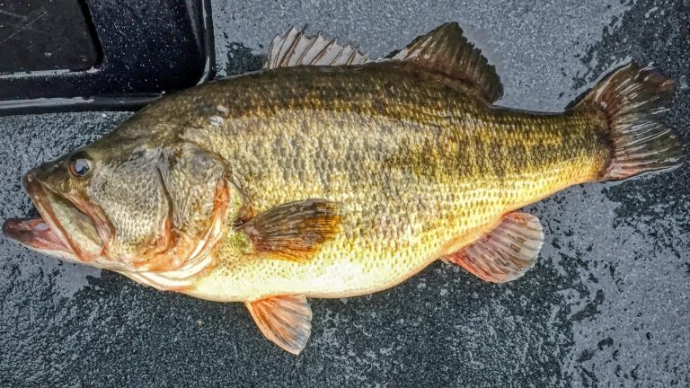 Angler Catches 14-Pound Bass on Chickamauga to Start 2019