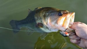 4 Keys to Topwater Bites from Post Spawn Bass