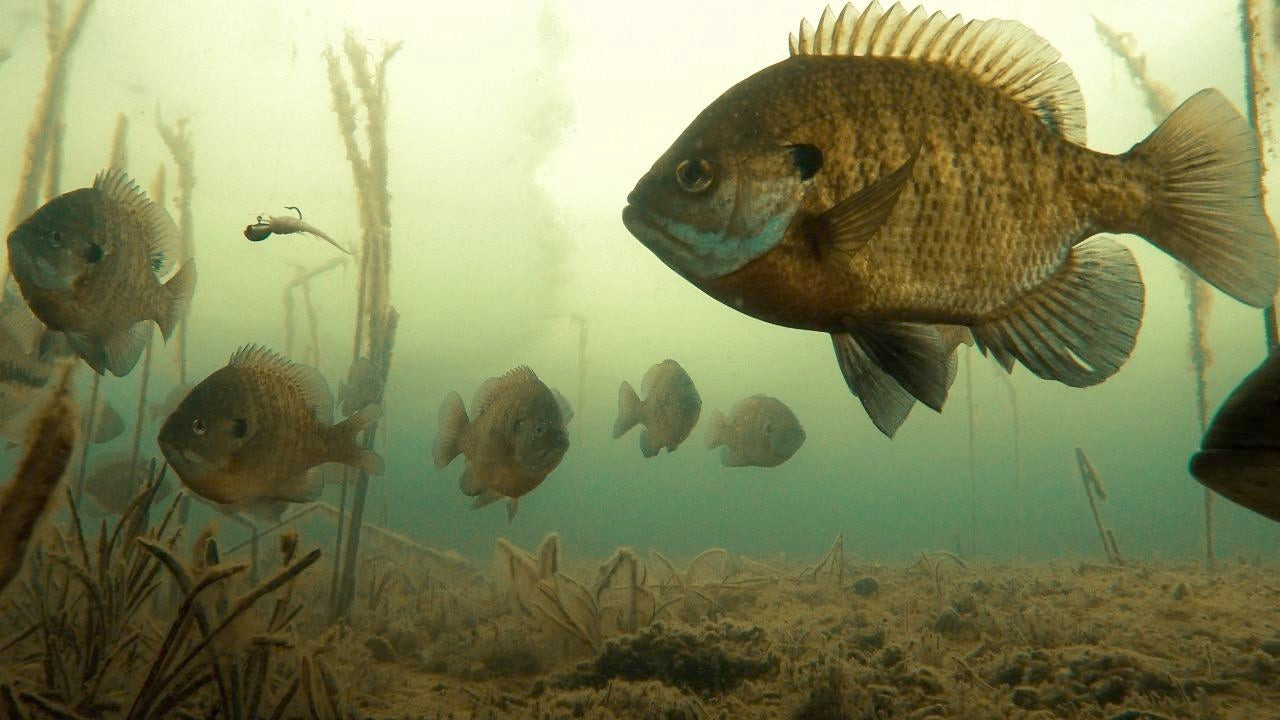 How to Catch Fall Bluegills on Jigs and Plastics - Wired2Fish