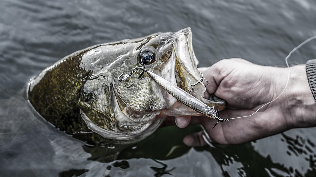Historic Cold Grips the Country: How Can You Catch a Bass Right Now? -  Wired2Fish