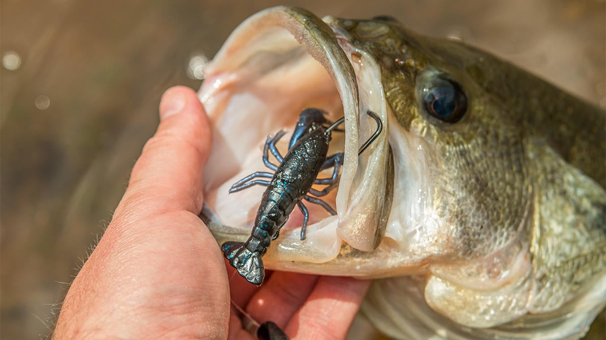 Savage Gear 3D Craw Review - Wired2Fish