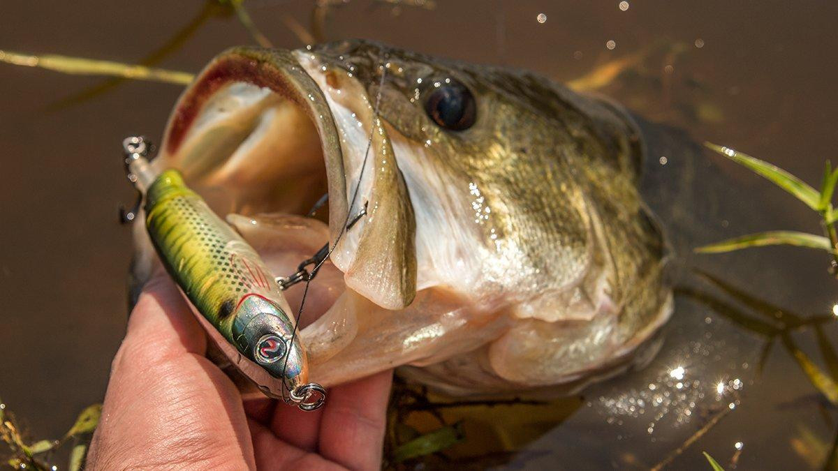 Bass Junkies Fishing Addiction: Top Water Test Drive - The River2Sea Whopper  Plopper Review