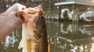 5 High-Percentage Targets for Bass Fishing Docks