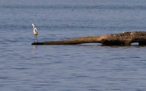 5 Tips for Catching Summer Bass on Shallow Wood