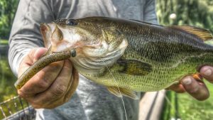 18 Tips for Catching Urban Bass from the Bank