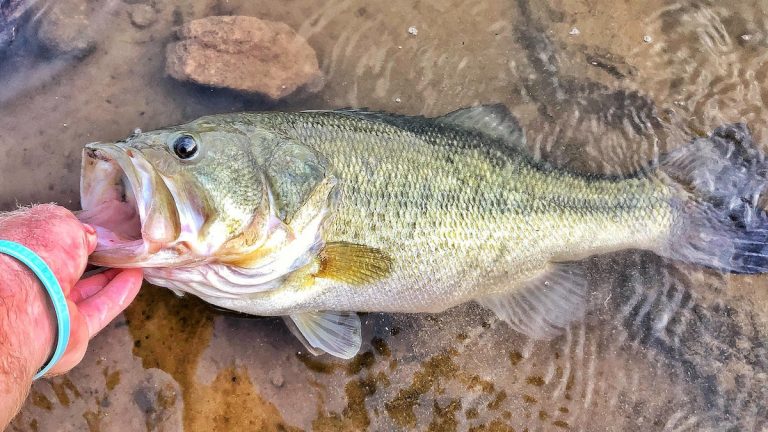 4 Ways Pond Fishing Makes You a Better Big-Water Angler