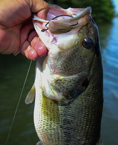 Gamakatsu Offset EWG Worm Hook Review - Wired2Fish