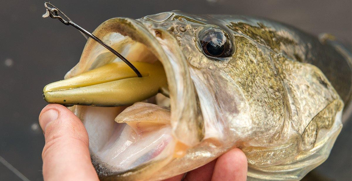YUM Tip Toad Review - Wired2Fish