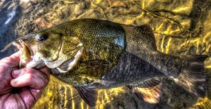 Bank Fishing for River or Stream Smallmouths