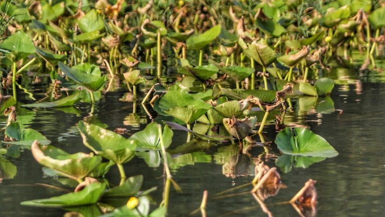 5 Best Options for Bass Fishing Lily Pads