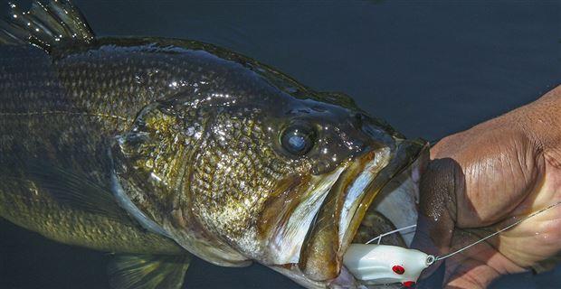 Catch Bass in More Places with Topwater Frogs
