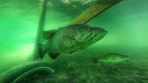 How to Catch Bass Around Docks With Wacky Rigs