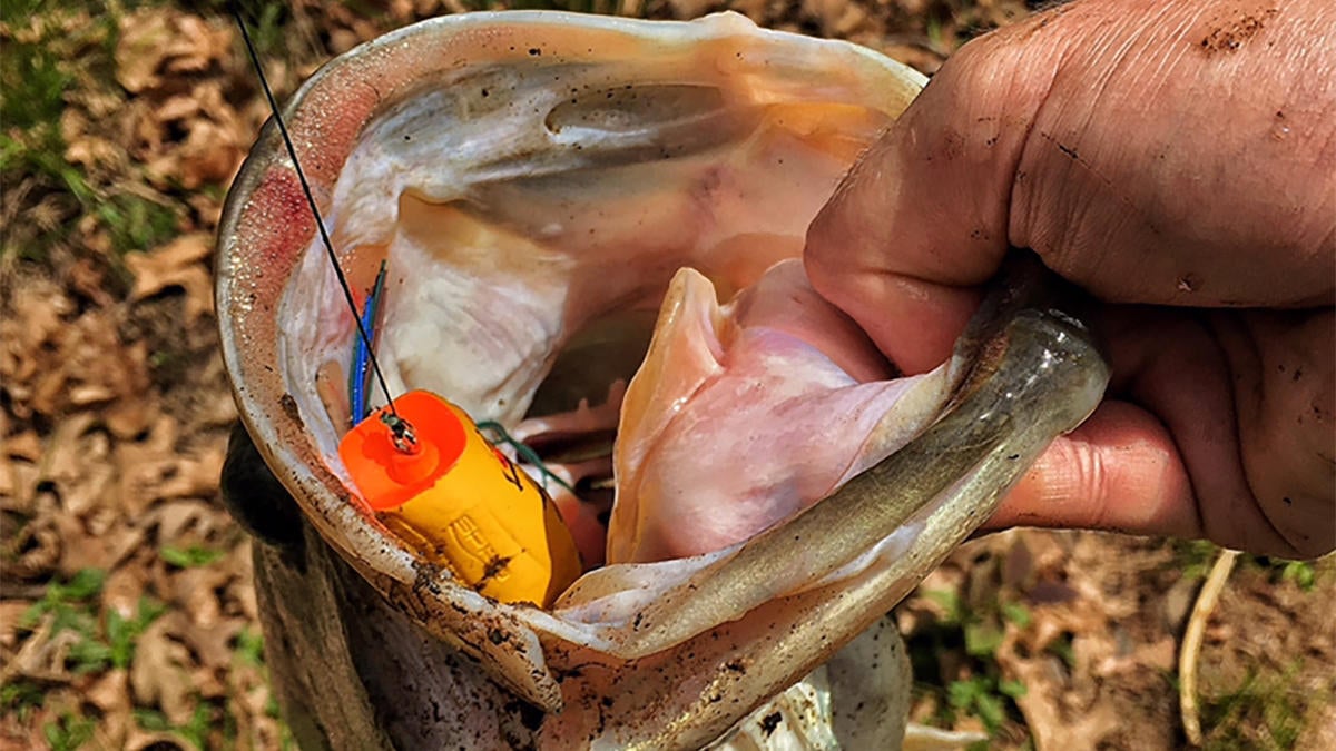 Frogs vs. Toads: When and Where to Use Them This Fall - Wired2Fish