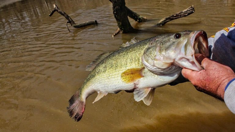 How to Prioritize Bass Fishing Cover
