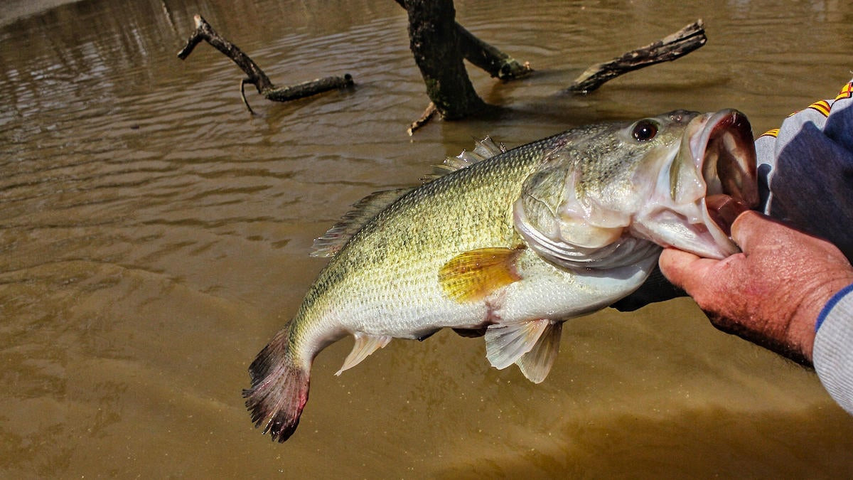 How to Prioritize Bass Fishing Cover - Wired2Fish