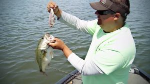 6 Unique Forage Options for Bass Fishing