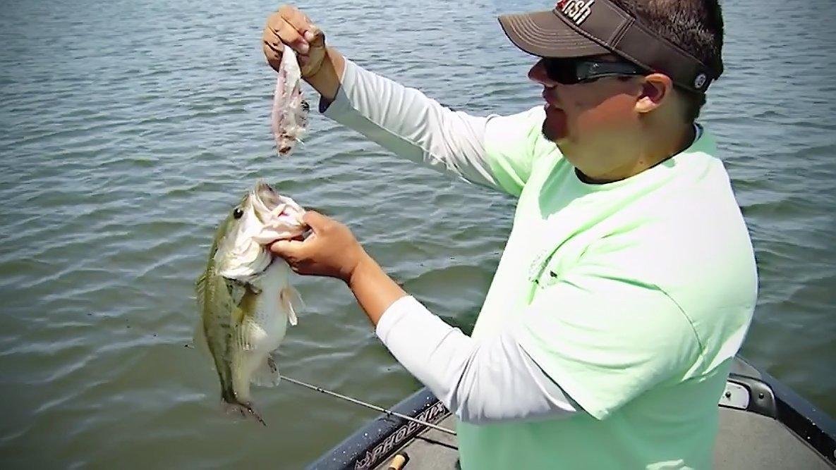 6 Unique Forage Options for Bass Fishing - Wired2Fish