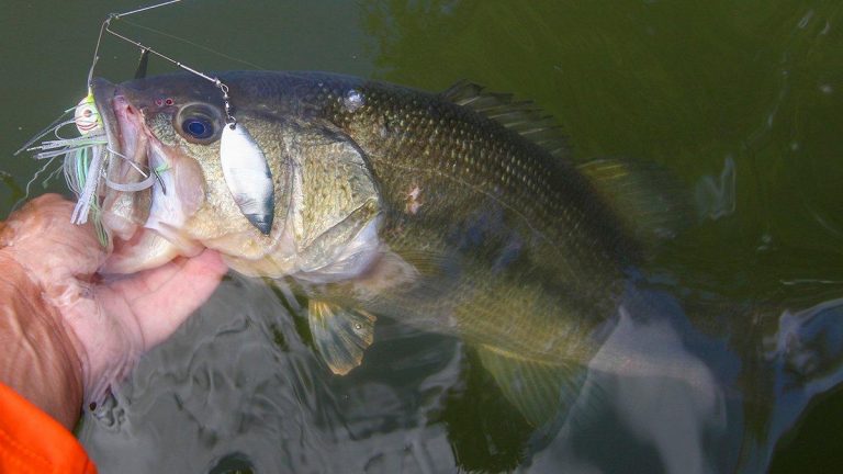 Everything You Should Know About Spinnerbaits