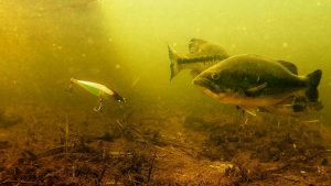 When and How to Catch Bass on Jerkbaits in Shallow Water