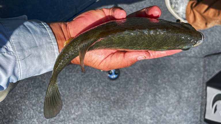 What I Learned Fishing/Winning My First Sunfish Tournament