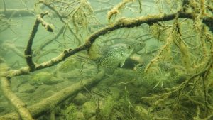 Go-to Crappie Plastic Colors for Varying Water Clarity