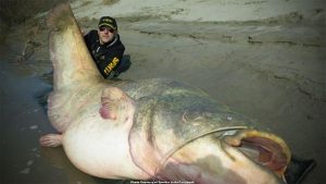 Potential Record Catfish Caught